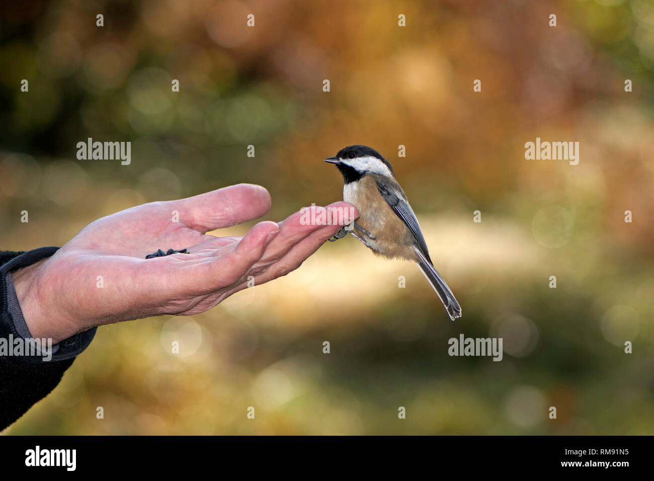 A Black-capped Chickadee (Poecile atricapillus) sitting on a man`s hand holding sunflowers seeds. Stock Photo